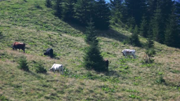 Cows grazing on the mountain meadow. — Stock video