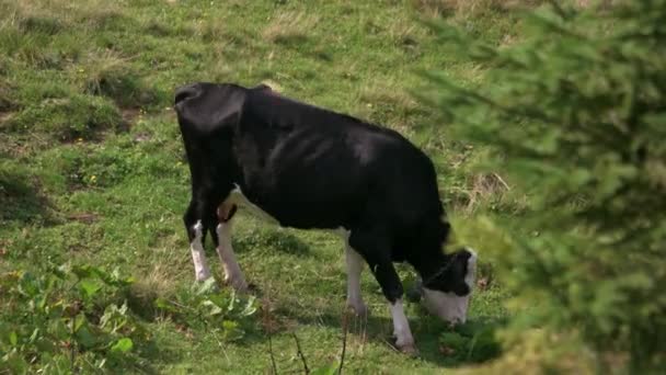 Vaca pastando en un prado en temporada de verano . — Vídeo de stock