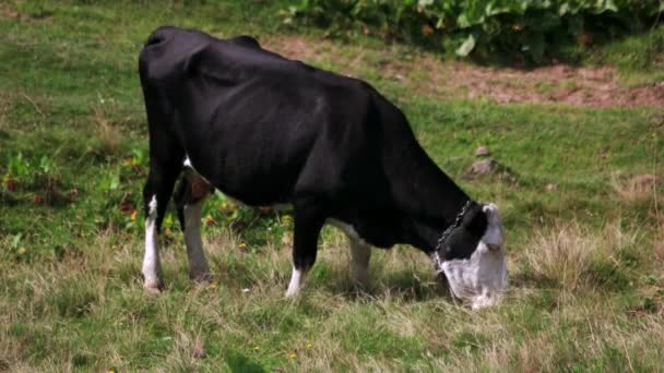Dairy cow grazing on green field. — Stock Video