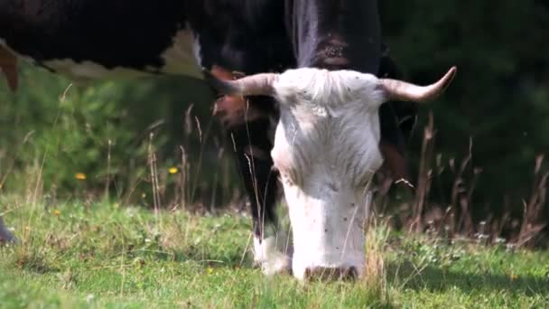 Kuh weidet im Sommer auf der Weide. — Stockvideo