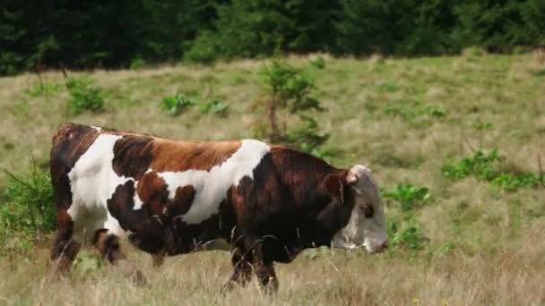 Jeune taureau broutant sur le champ vert .
