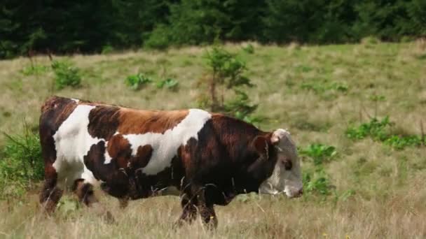 Giovane toro al pascolo sul campo verde . — Video Stock