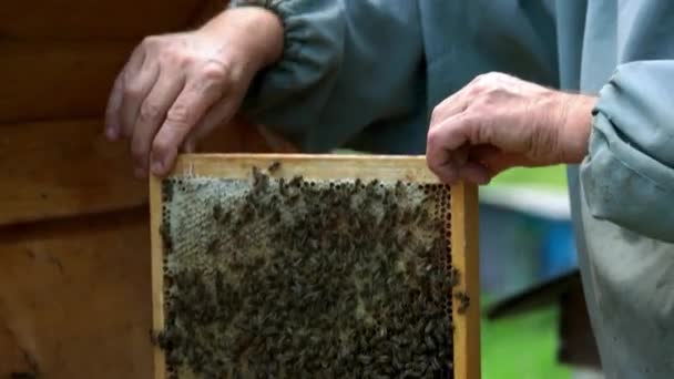 Бджоляр оглядає раму медоносця на пасіці . — стокове відео