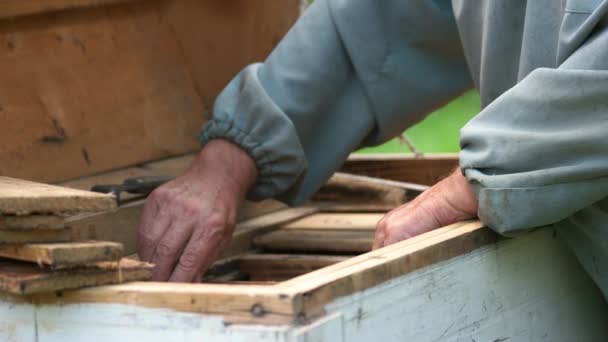 Apiculteur travaillant avec une ruche au rucher . — Video