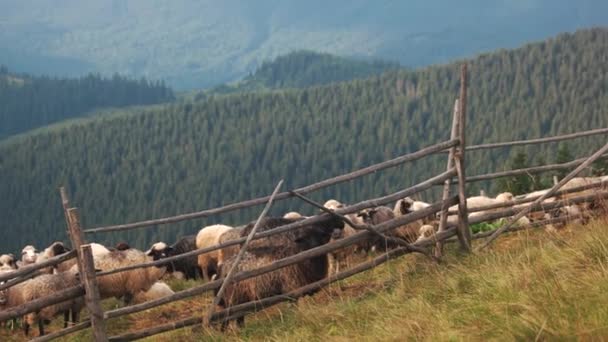 Hermoso paisaje de montañas con ovejas pastando . — Vídeos de Stock