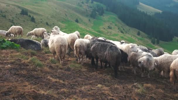 Troupeau de moutons sur les pâturages du plateau montagneux . — Video