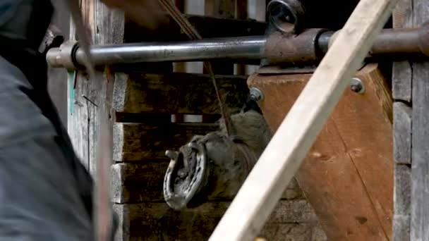 Farrier preparando caballo para el herrado . — Vídeos de Stock