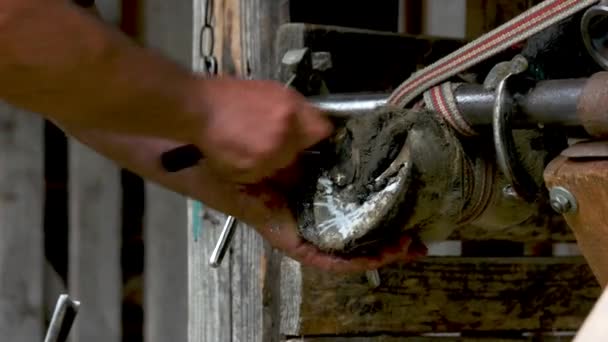 Man schoonmaken Horse Foot close up. — Stockvideo