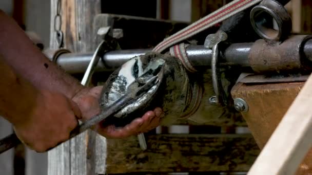 Manos de hombre limpiando pezuña de caballo . — Vídeos de Stock