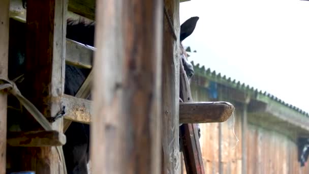 Cavallo che guarda fuori dalla stalla durante il giorno di pioggia . — Video Stock
