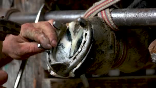 Ferreiro colocando ferradura de metal para casco de cavalo . — Vídeo de Stock