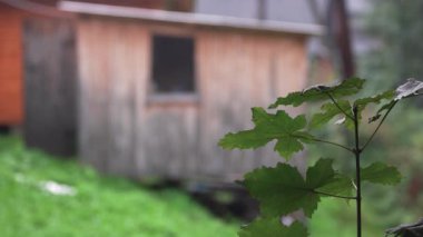 Kırsal alanda bir yaz şiddetli yağmur.