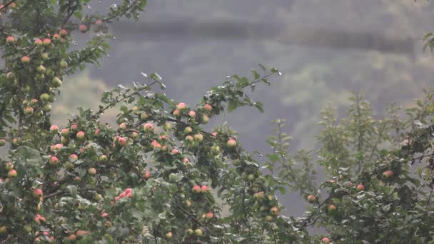 Apfelbaum im Regen. — Stockvideo