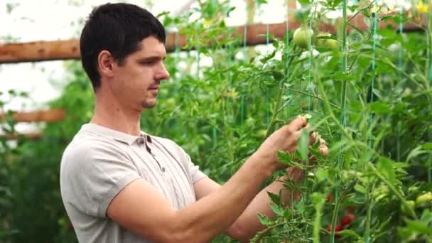 Jeune homme travaillant en serre avec des tomates en culture . — Video