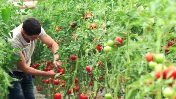 Чоловік-фермер перевіряє якість рослин помідорів . — стокове відео