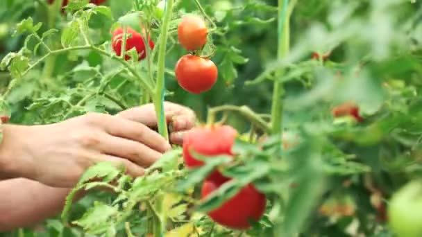 Pomodori biologici coltivati in serra . — Video Stock