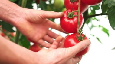 Erkek elleri bahçede yetişen olgun domates hasat.