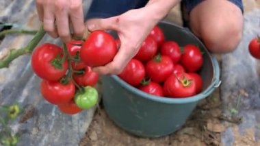 Adam serada olgun kırmızı domates hasat.