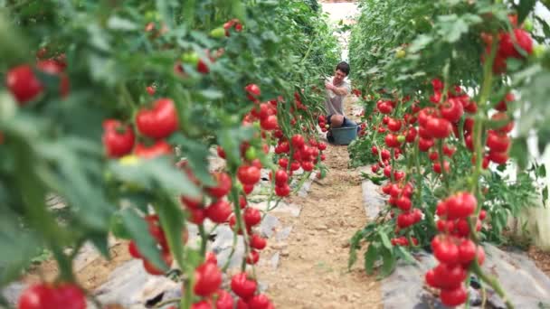 Reihen von Tomatenpflanzen wachsen im Gewächshaus. — Stockvideo