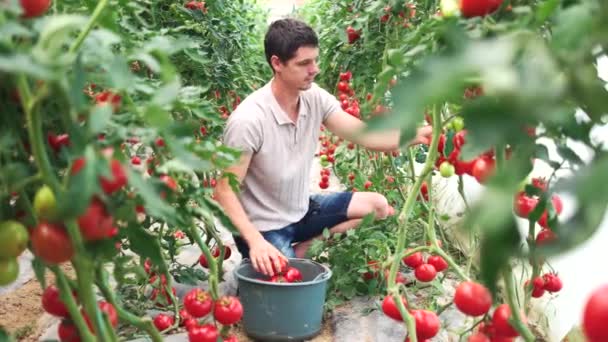Jovem agricultor colhendo tomates maduros em estufa . — Vídeo de Stock