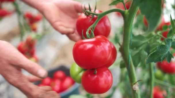 Τα χέρια των Man μαζεύοντας ώριμες φρέσκες ντομάτες. — Αρχείο Βίντεο