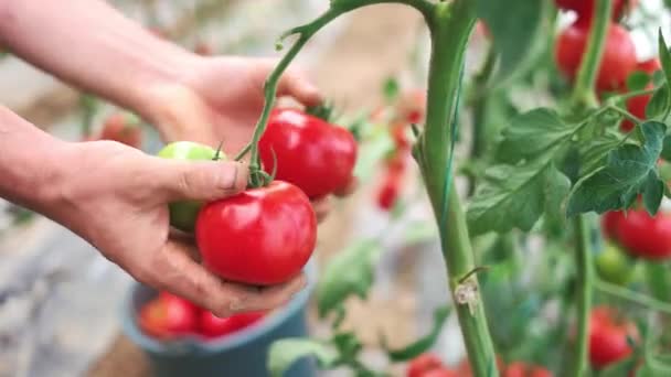Mann pflückt reife Tomaten im Gewächshausgarten. — Stockvideo