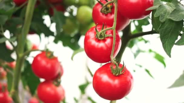 Rijpe tomatenplant groeit in kas. — Stockvideo