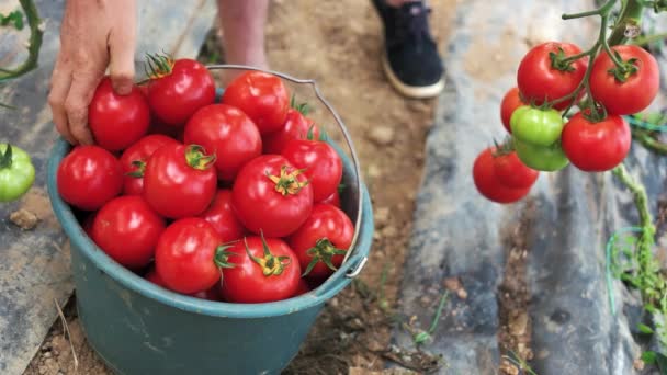 Cosecha de tomates en invernadero., — Vídeos de Stock