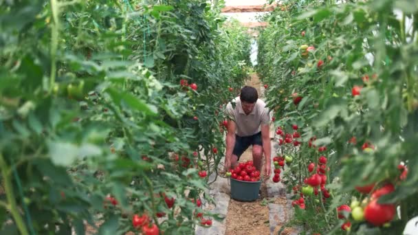 Çiftçi serada olgun domates ile kova tutarak. — Stok video