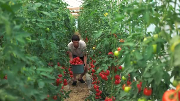 農家は温室でトマトの完全なバケツを運びます. — ストック動画