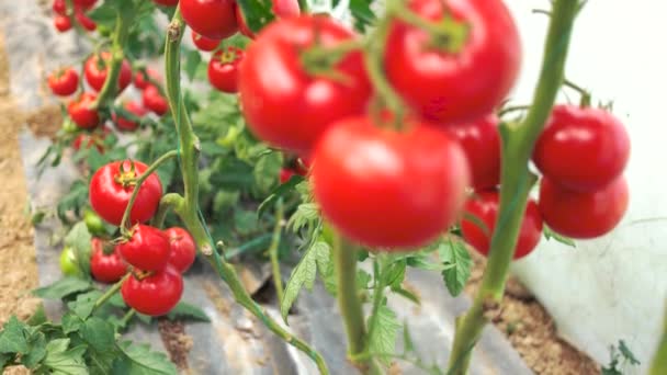 Pomodori maturi in giardino. — Video Stock