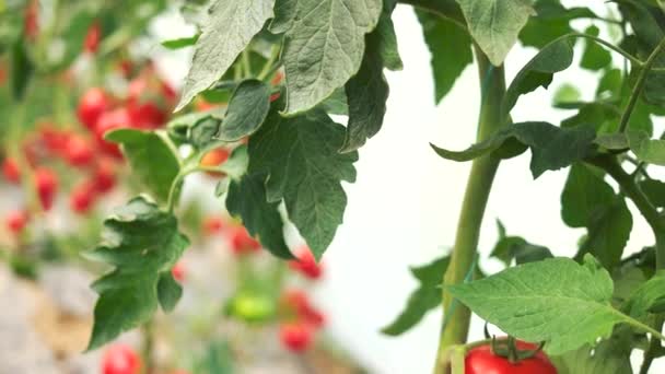 Reife Tomaten, die auf Zweigen im Garten wachsen. — Stockvideo