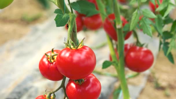 Rote reife Tomaten wachsen auf Zweigen im Bio-Garten. — Stockvideo