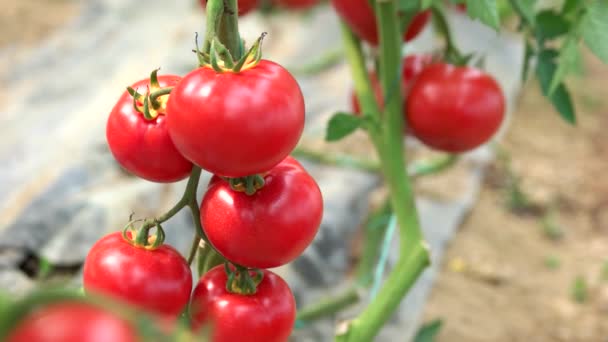 Ripe tomatoes growing on the branches. — Stock Video