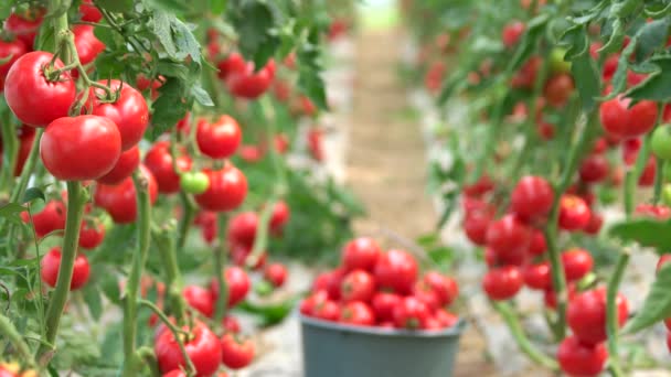 Grüne Zweige mit reifen roten Tomaten. — Stockvideo