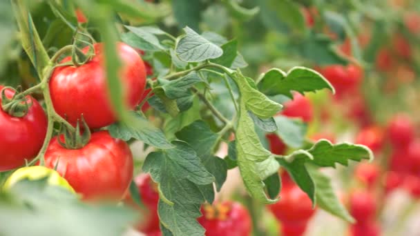 绿色藤蔓与红色成熟的西红柿. — 图库视频影像