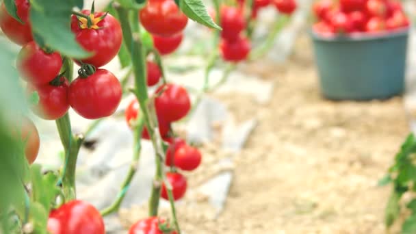 Tomaten wachsen im Gewächshaus. — Stockvideo