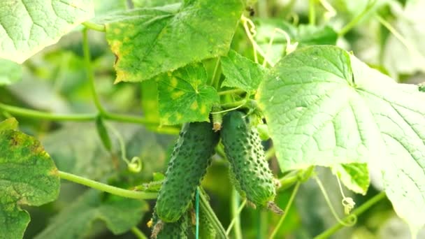 Close up of green branch with cucumbers and leaves. — Stock Video