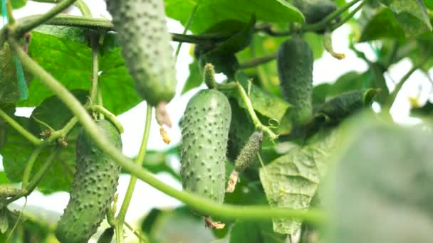 Close-up van komkommers groeien in de tuin. — Stockvideo