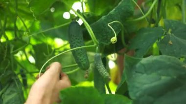 Sera işçisi salatalık hasat.