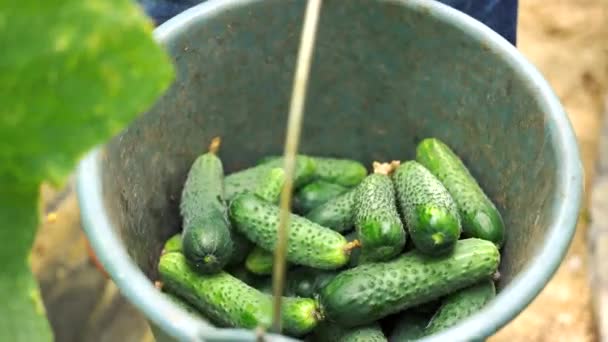 Man met emmer oogsten gewas van komkommers in kas. — Stockvideo