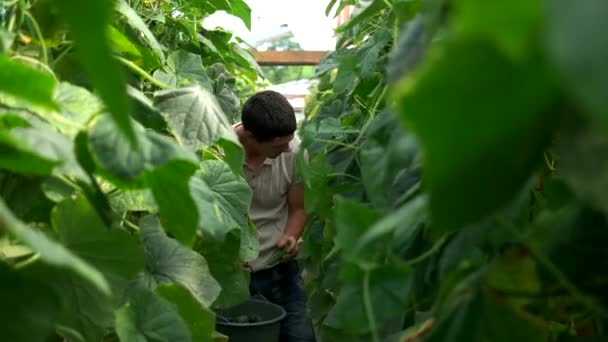 온실에서 일하는 우호적 인 농부. — 비디오
