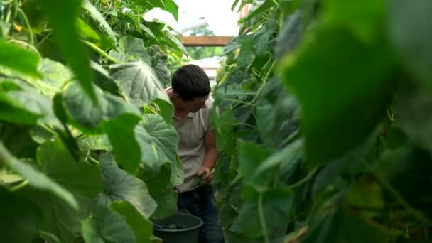 Friendly farmer at work in greenhouse. — Stock Video