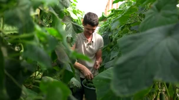 Agricultor cosecha de pepinos en invernadero . — Vídeo de stock