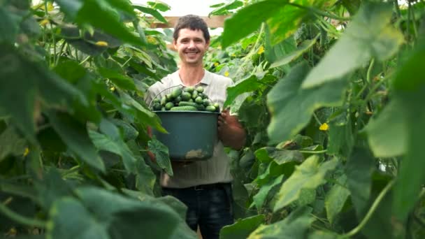 Jeune fermier souriant seau d'exploitation avec des concombres frais . — Video