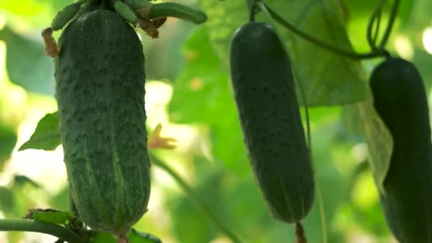 Detail of ripe cucumbers hanging on branch. — Stock Video