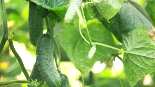Gros plan sur les concombres biologiques qui poussent en serre .