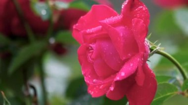 Rose'un su damlaları ile yakın çekim.