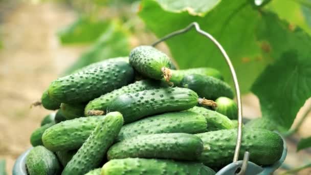 Bucket with freshly harvested cucumbers. — Stock Video
