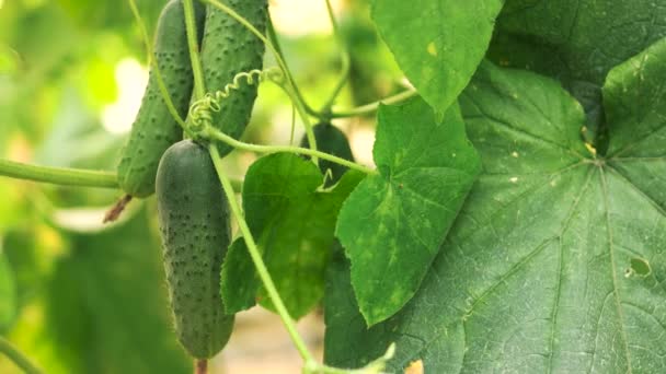 Récolte de concombre en serre .